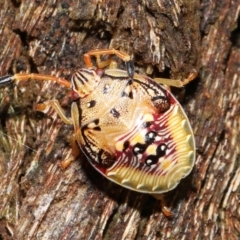 Anischys sp. (genus) (Unidentified Anischys bug) at ANBG - 30 Jan 2022 by TimL
