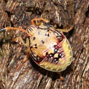 Anischys sp. (genus) at Acton, ACT - 30 Jan 2022 12:15 PM