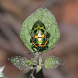 Scutiphora pedicellata at Acton, ACT - 30 Jan 2022