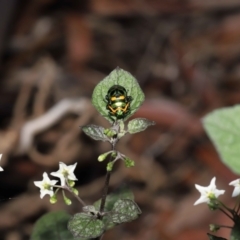 Scutiphora pedicellata at Acton, ACT - 30 Jan 2022