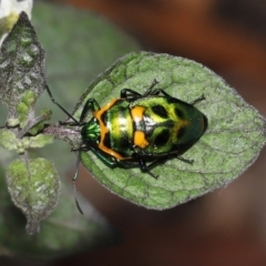 Scutiphora pedicellata at Acton, ACT - 30 Jan 2022