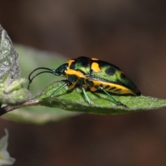 Scutiphora pedicellata at Acton, ACT - 30 Jan 2022