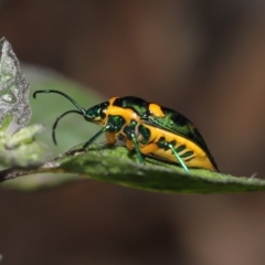 Scutiphora pedicellata at Acton, ACT - 30 Jan 2022