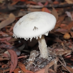 zz agaric (stem; gills white/cream) at Acton, ACT - 30 Jan 2022 by TimL