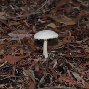 zz agaric (stem; gills white/cream) at Acton, ACT - 30 Jan 2022