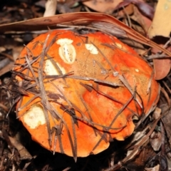 Bolete sp. (Bolete sp.) at Acton, ACT - 30 Jan 2022 by TimL