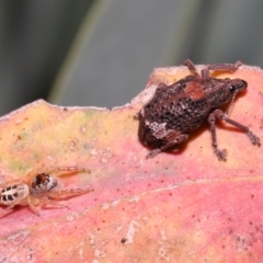 Gonipterus sp. (genus) (Eucalyptus Weevil) at Acton, ACT - 28 Jan 2022 by TimL