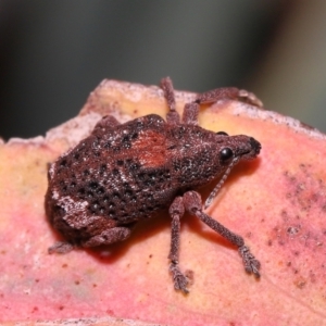 Gonipterus sp. (genus) at Acton, ACT - 28 Jan 2022 12:47 PM