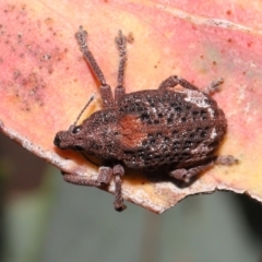 Gonipterus sp. (genus) at Acton, ACT - 28 Jan 2022 12:47 PM