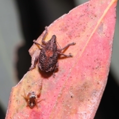 Gonipterus sp. (genus) at Acton, ACT - 28 Jan 2022 12:47 PM