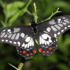 Papilio anactus (Dainty Swallowtail) at ANBG - 4 Feb 2022 by TimL