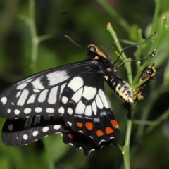 Papilio anactus at Acton, ACT - 4 Feb 2022