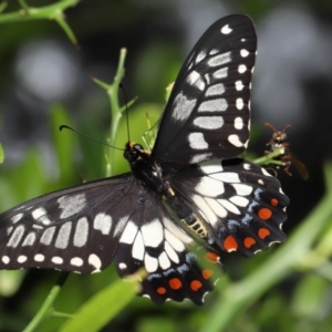 Papilio anactus at Acton, ACT - 4 Feb 2022