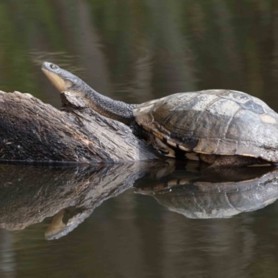 Chelodina longicollis (Eastern Long-necked Turtle) at Paddys River, ACT - 1 Feb 2022 by TimL