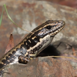 Eulamprus heatwolei at Paddys River, ACT - 1 Feb 2022 10:53 AM