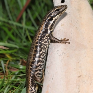 Eulamprus heatwolei at Paddys River, ACT - 1 Feb 2022 10:53 AM