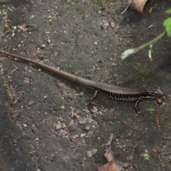 Eulamprus heatwolei at Paddys River, ACT - 1 Feb 2022