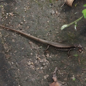 Eulamprus heatwolei at Paddys River, ACT - 1 Feb 2022 10:53 AM