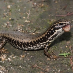 Eulamprus heatwolei at Paddys River, ACT - 1 Feb 2022 10:53 AM