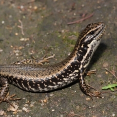 Eulamprus heatwolei at Paddys River, ACT - 1 Feb 2022 10:53 AM