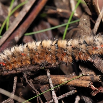 Unidentified Mite and Tick (Acarina) at Tidbinbilla Nature Reserve - 1 Feb 2022 by TimL