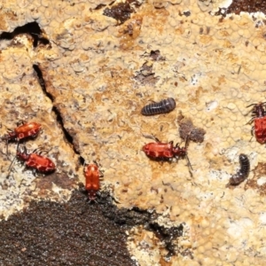 Lemodes coccinea at Paddys River, ACT - 1 Feb 2022