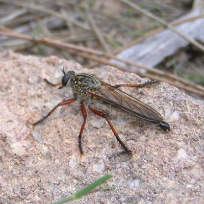 Zosteria sp. (genus) (Common brown robber fly) at Kambah, ACT - 6 Feb 2022 by MatthewFrawley