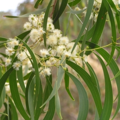 Acacia implexa (Hickory Wattle, Lightwood) at Kambah, ACT - 6 Feb 2022 by MatthewFrawley