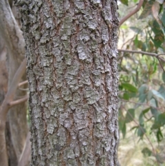 Acacia implexa at Kambah, ACT - 6 Feb 2022 11:53 AM