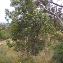 Acacia implexa at Kambah, ACT - 6 Feb 2022 11:53 AM