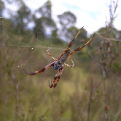 Trichonephila edulis (Golden orb weaver) at Mount Taylor - 6 Feb 2022 by MatthewFrawley