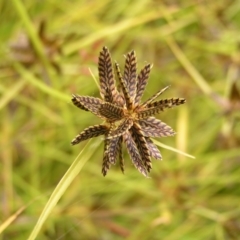 Cyperus sanguinolentus (A Sedge) at Kambah, ACT - 6 Feb 2022 by MatthewFrawley