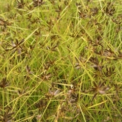 Cyperus sanguinolentus at Kambah, ACT - 6 Feb 2022