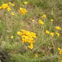 Chrysocephalum semipapposum (Clustered Everlasting) at Kambah, ACT - 6 Feb 2022 by MatthewFrawley