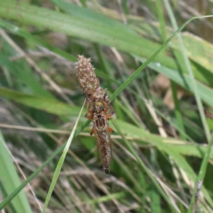 Zosteria sp. (genus) at Yarralumla, ACT - 22 Jan 2022