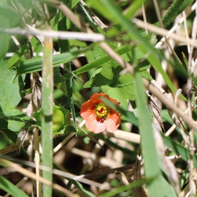 Modiola caroliniana (Red-flowered Mallow) at Blue Gum Point to Attunga Bay - 22 Jan 2022 by ConBoekel