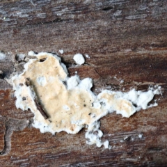 Unidentified Other fungi on wood at Blue Gum Point to Attunga Bay - 22 Jan 2022 by ConBoekel