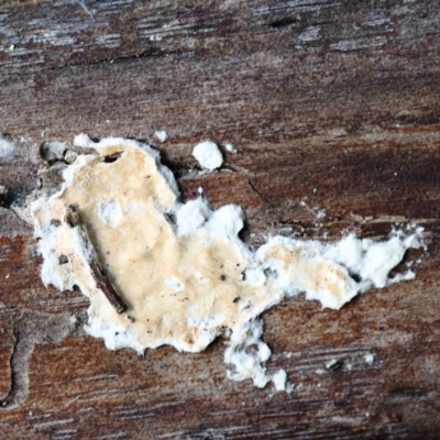 Unverified Other fungi on wood at Yarralumla, ACT - 22 Jan 2022 by ConBoekel