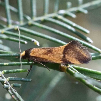Isomoralla pyrrhoptera (A concealer moth) at Attunga Point - 22 Jan 2022 by ConBoekel