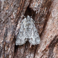 Spectrotrota fimbrialis (A Pyralid moth) at Blue Gum Point to Attunga Bay - 22 Jan 2022 by ConBoekel
