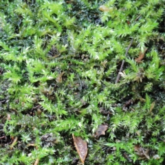 Unidentified Moss, Liverwort or Hornwort at Yarralumla, ACT - 22 Jan 2022 by ConBoekel