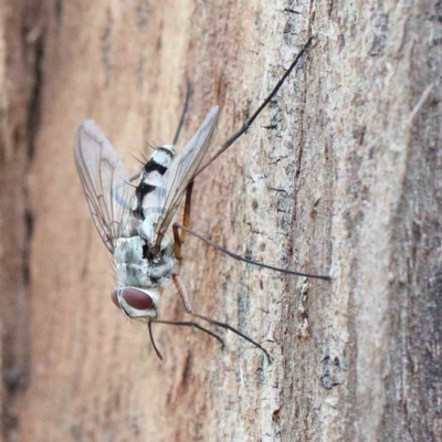 Senostoma sp. (genus) (A parasitoid tachinid fly) at Yarralumla, ACT - 22 Jan 2022 by ConBoekel