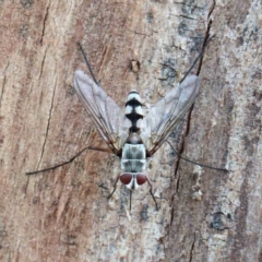 Senostoma sp. (genus) at Yarralumla, ACT - 22 Jan 2022 03:13 PM