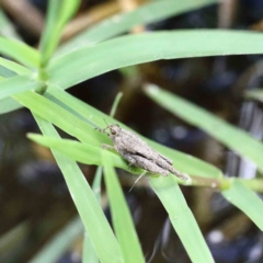 Paratettix australis (A pygmy grasshopper) at Blue Gum Point to Attunga Bay - 22 Jan 2022 by ConBoekel