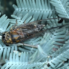 Galanga labeculata (Double-spotted cicada) at Molonglo Valley, ACT - 2 Feb 2022 by jbromilow50