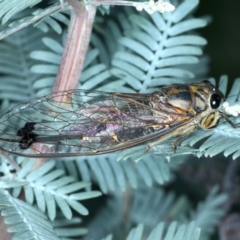 Galanga labeculata at Molonglo Valley, ACT - 2 Feb 2022