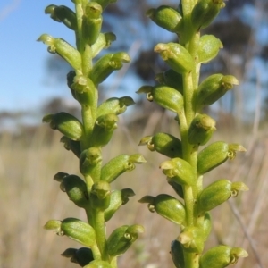 Microtis unifolia at Tennent, ACT - 9 Nov 2021