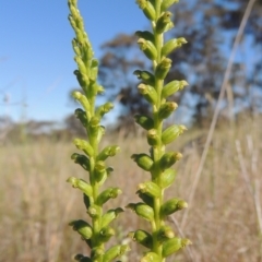 Microtis unifolia at Tennent, ACT - 9 Nov 2021