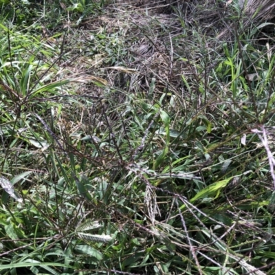 Digitaria sanguinalis (Summer Grass) at Belconnen, ACT - 7 Feb 2022 by JohnGiacon