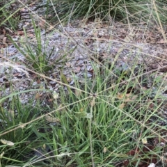 Chloris truncata (Windmill Grass) at Belconnen, ACT - 6 Feb 2022 by jgiacon